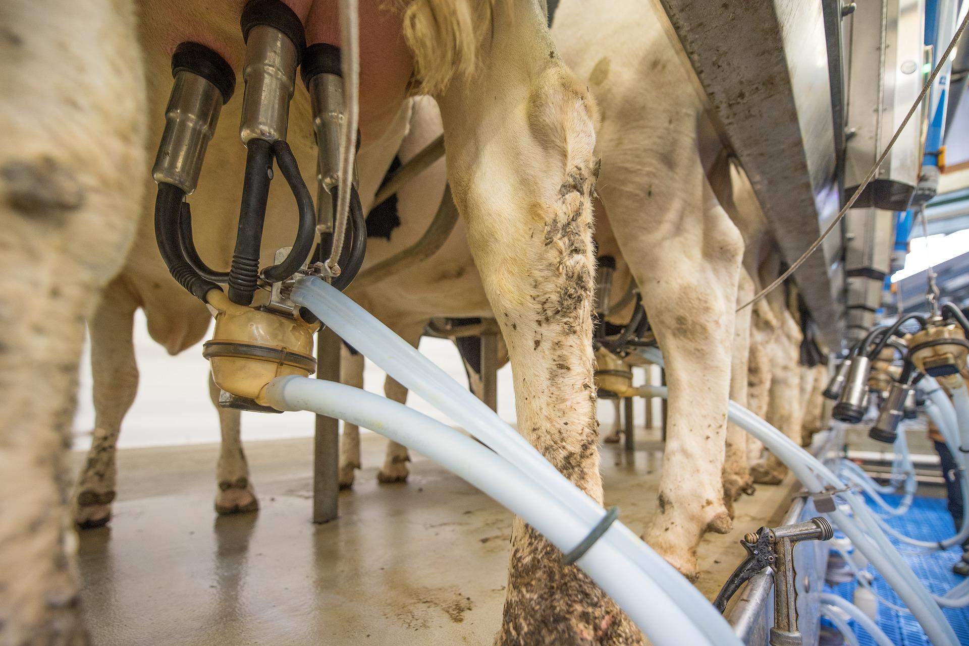 Iodophor- Applications in the Dairy Industry
