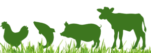 Narsipur Animal Husbandry
