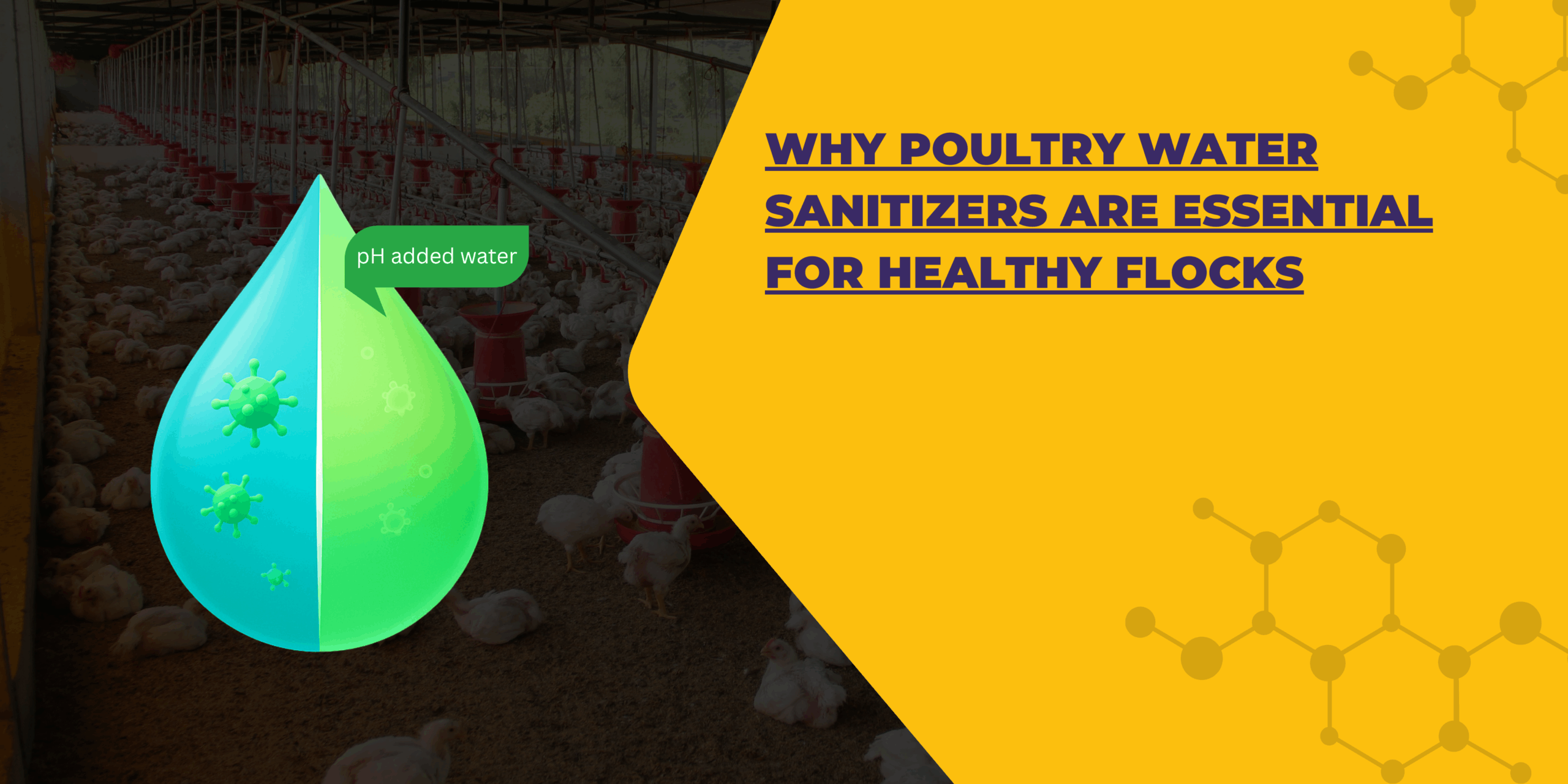 Why Poultry Water Sanitizers are Essential for profitability