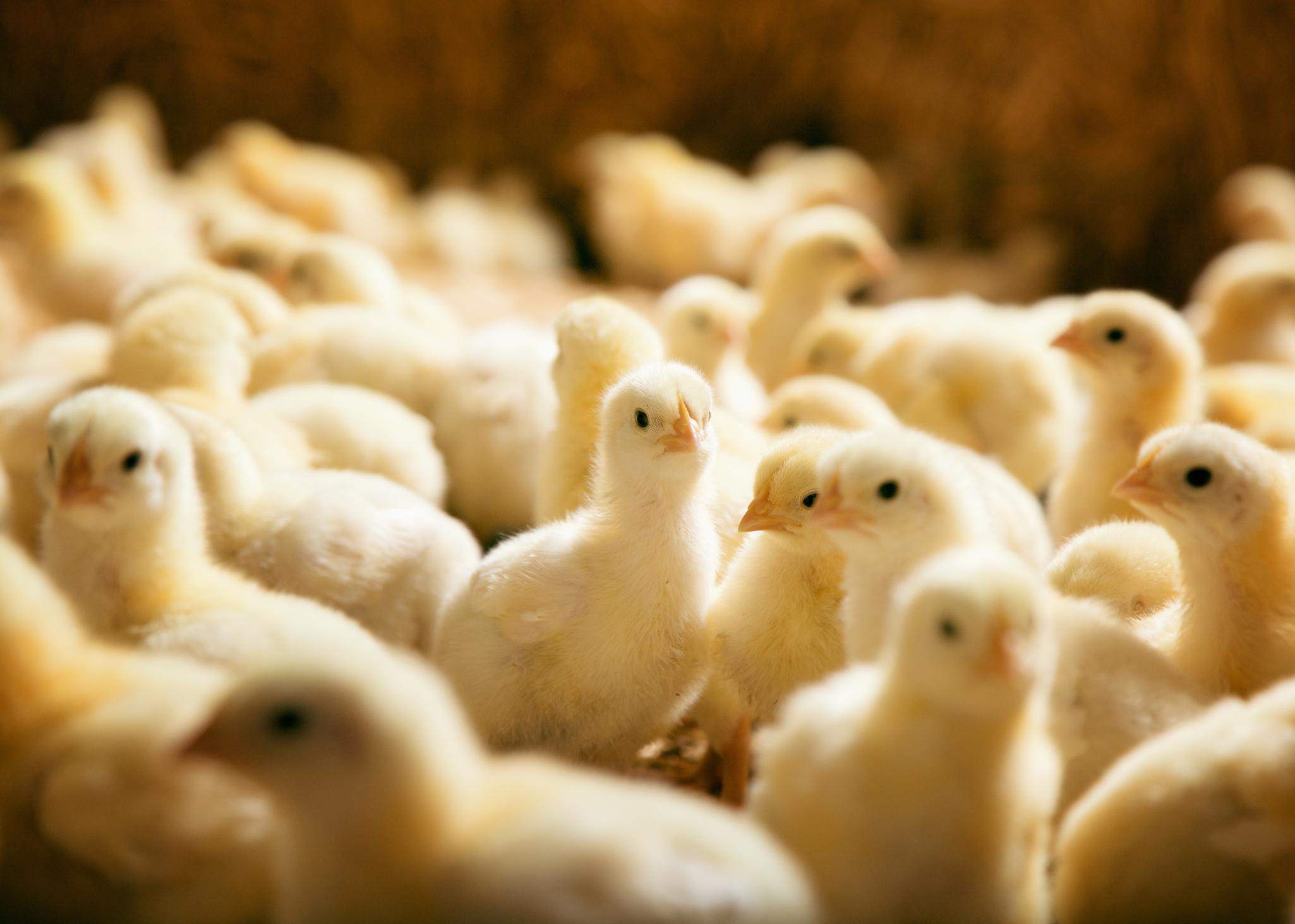 Why Poultry Farmers use generic chemicals rather than Formulated products for sanitation